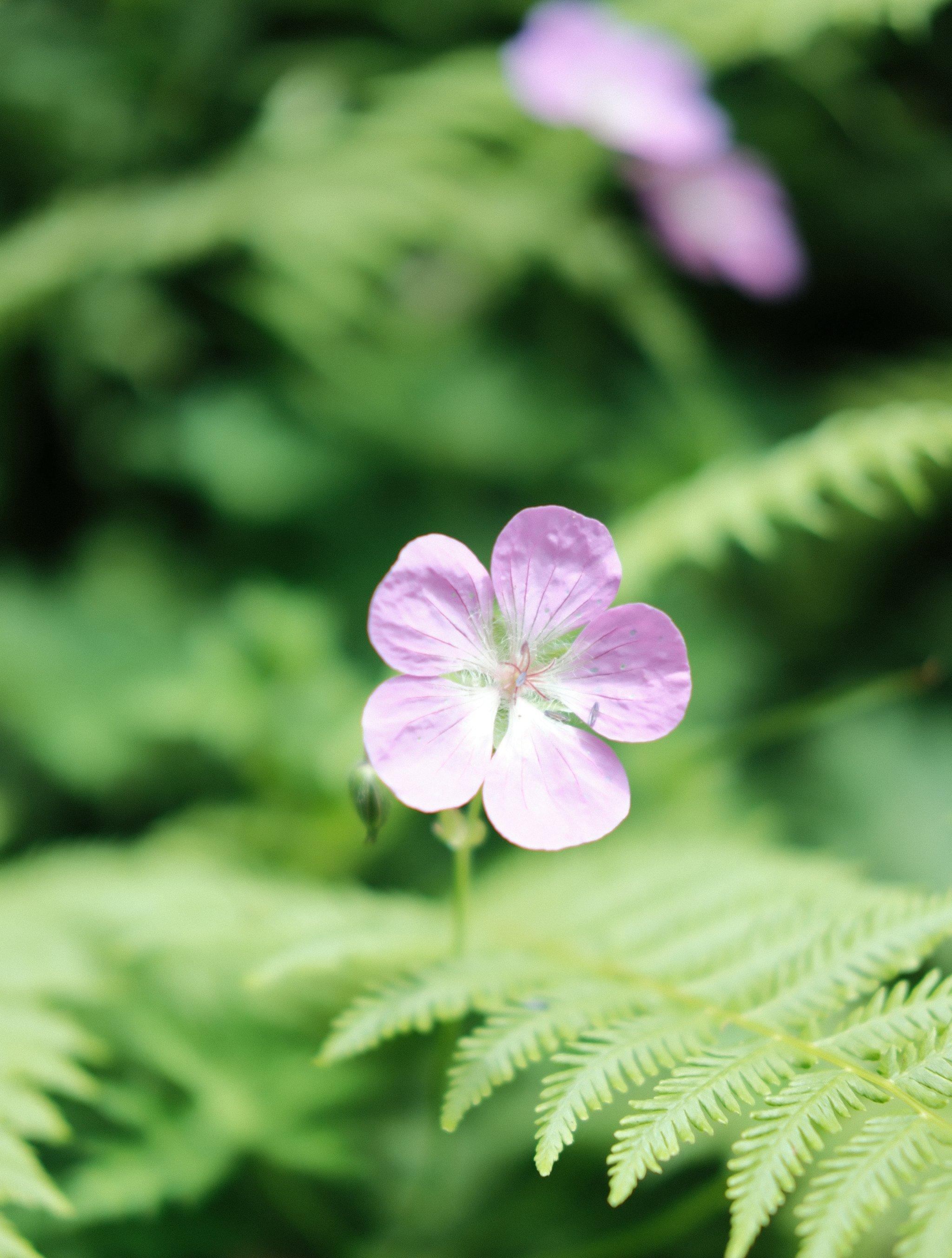 香烟_香烟登喜路香烟蓝_香烟芙蓉王香烟